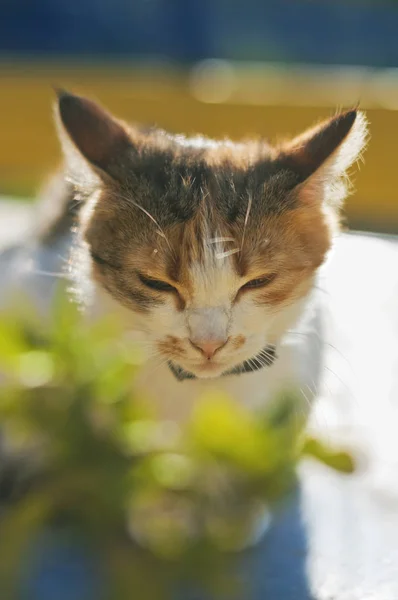 Çok renkli bir kedi açık havada güneşli bir günde oturuyor — Stok fotoğraf