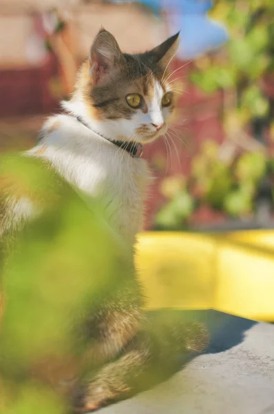 A multi-colored cat is sitting at outdoors on a sunny day — Stock Photo, Image