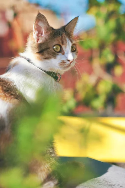 Çok renkli bir kedi açık havada güneşli bir günde oturuyor — Stok fotoğraf