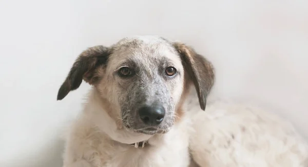 Vista ravvicinata del cucciolo sdraiato cane mezzosangue bianco e nero — Foto Stock