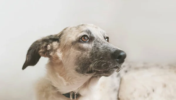 Vista ravvicinata del cucciolo sdraiato cane mezzosangue bianco e nero — Foto Stock