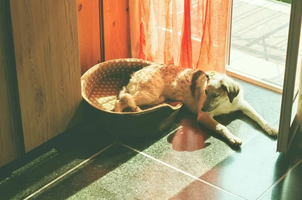Onu yatakta yatarken rahat siyah beyaz melez köpek — Stok fotoğraf