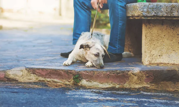 Curioso cachorro blanco y negro medio sangre perro acostado cerca de la pierna del hombre — Foto de Stock