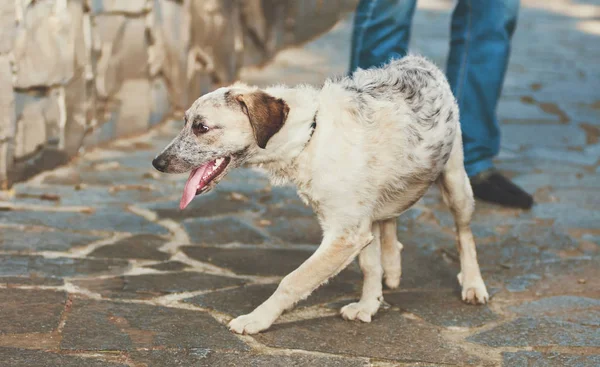 Curioso cachorro negro y blanco medio sangre perro con la lengua hacia fuera —  Fotos de Stock
