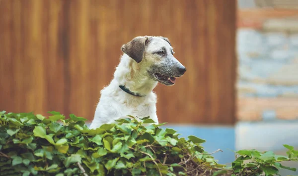 Curioso cachorro blanco y negro medio sangre perro de pie en la pared —  Fotos de Stock