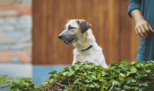 Curioso cachorro negro y blanco medio sangre perro con la lengua hacia fuera — Foto de Stock