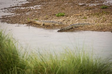 Timsah vahşi Chitwan Park, Nepal
