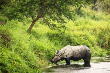Bir nehir Chitwan Park, Nepal büyük gergedan