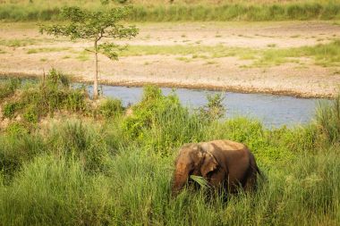 Chitwan Park, Nepal doğada ortasında eski fil