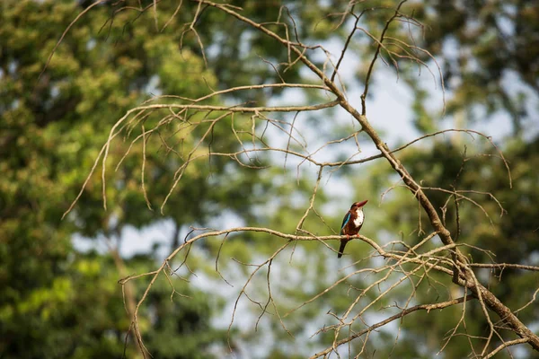 Pájaro pequeño en Chitwan Park, Nepal — Foto de Stock