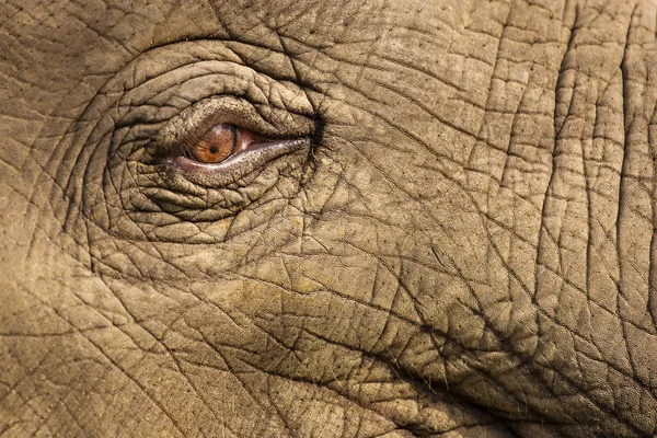 Krásná Detailní záběr oka slona v Chitwan Park, Nepál. — Stock fotografie