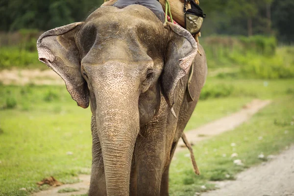 Primer plano de un hermoso elefante en Chitwan Park, Nepal — Foto de Stock
