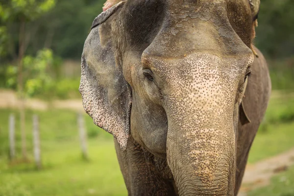 Detailní záběr z krásného slona v Chitwan Park, Nepál — Stock fotografie