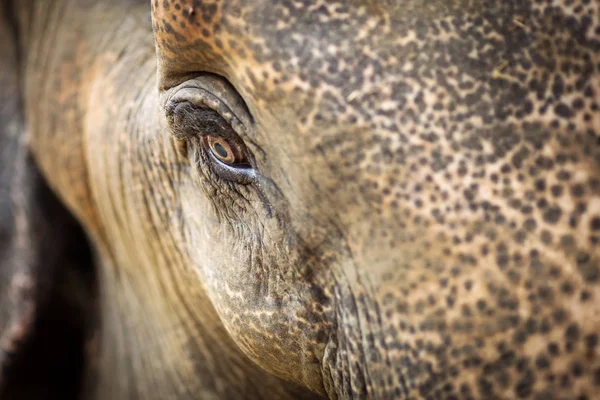 Krásná Detailní záběr oka slona v Chitwan Park, Nepál. — Stock fotografie