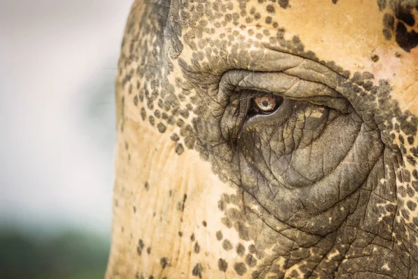 Krásná Detailní záběr oka slona v Chitwan Park, Nepál. — Stock fotografie