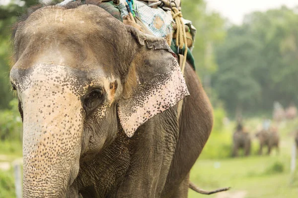 Detailní záběr z krásného slona v Chitwan Park, Nepál — Stock fotografie
