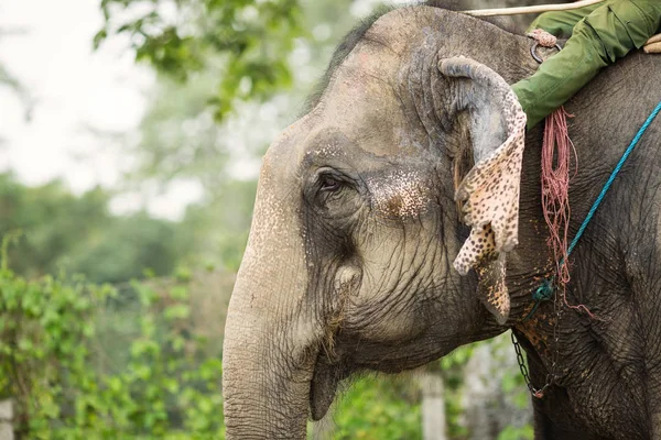 Detailní záběr z krásného slona v Chitwan Park, Nepál — Stock fotografie