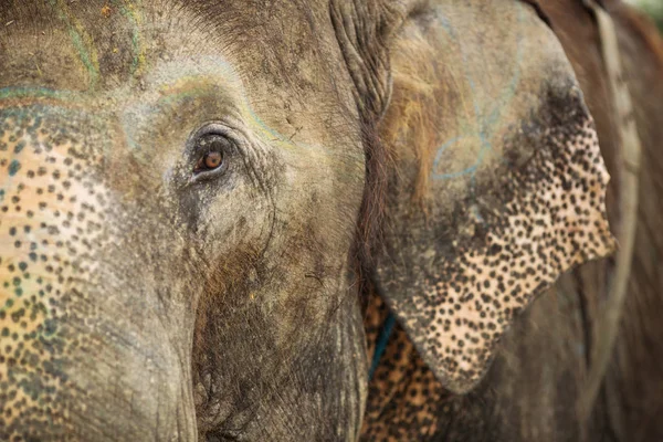 Krásná Detailní záběr oka slona v Chitwan Park, Nepál. — Stock fotografie