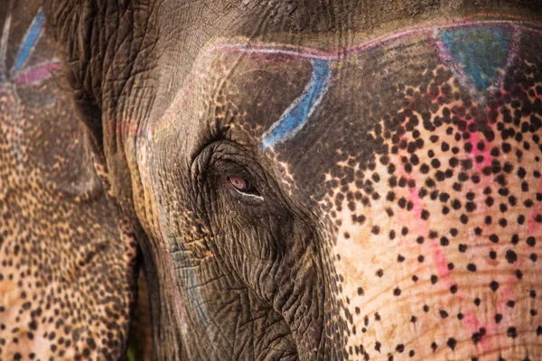 Bellissimo occhio ravvicinato di un elefante a Chitwan Park, Nepal . — Foto Stock