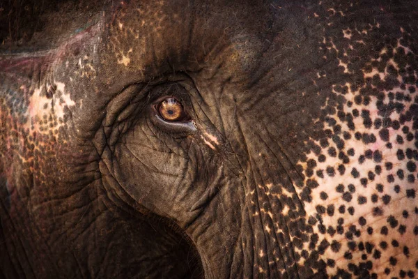 Krásná Detailní záběr oka slona v Chitwan Park, Nepál. — Stock fotografie