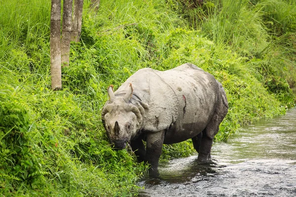 Rinoceronte grande em um rio em Chitwan Park, Nepal — Fotografia de Stock