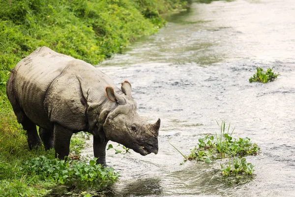 Rinoceronte grande em um rio em Chitwan Park, Nepal — Fotografia de Stock