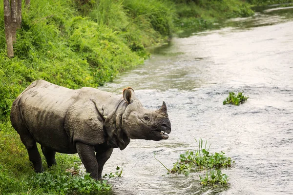 Grote rhino in een rivier in Chitwan Park, Nepal — Stockfoto