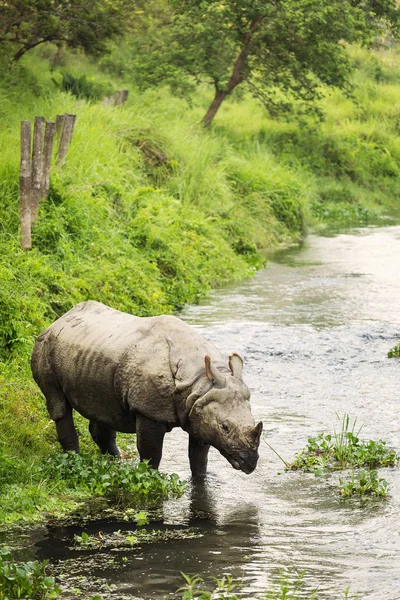 Rinoceronte grande em um rio em Chitwan Park, Nepal — Fotografia de Stock