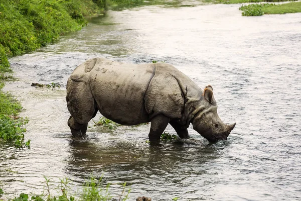 大犀牛在尼泊尔奇特旺公园的一条河流 — 图库照片