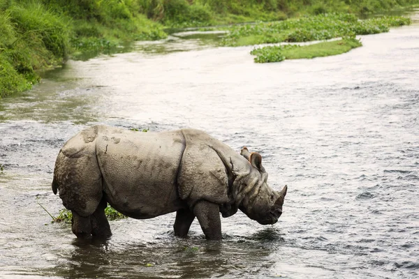 Rinoceronte grande em um rio em Chitwan Park, Nepal — Fotografia de Stock