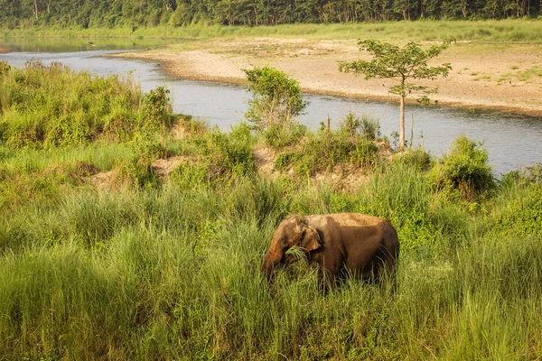 Oude olifant midden in de natuur in Chitwan Park, Nepal — Stockfoto