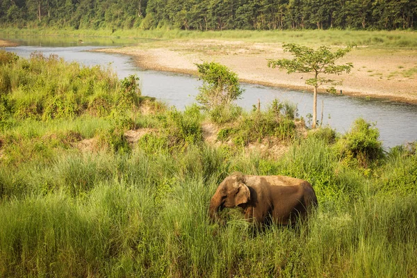 Oude olifant midden in de natuur in Chitwan Park, Nepal — Stockfoto