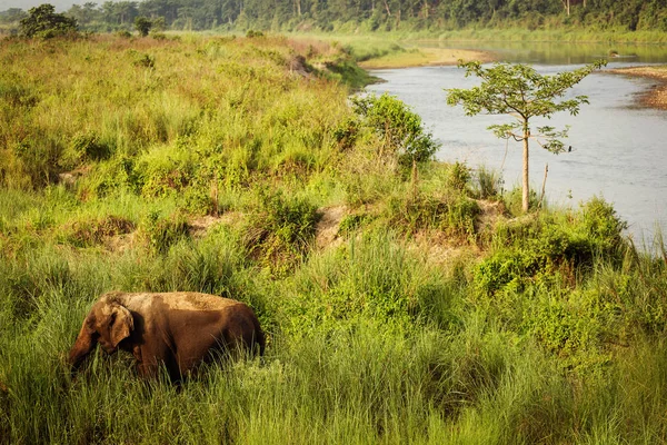 Velho elefante no meio da natureza em Chitwan Park, Nepal — Fotografia de Stock