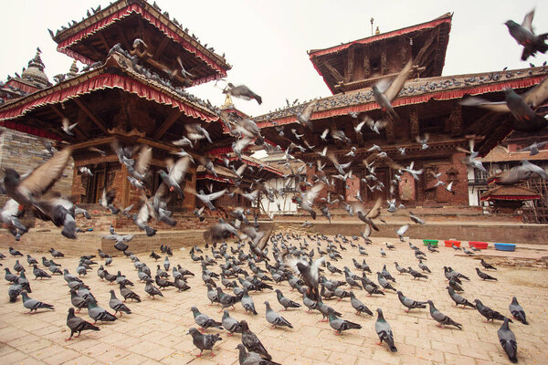 Pigeons flying in the middle of Durbar Square of Kathmandu, Nepa