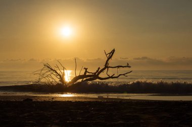 Ağaç arka planda güzel gündoğumu ile denizin bir plajda