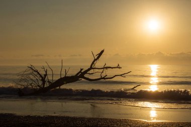 Ağaç arka planda güzel gündoğumu ile denizin bir plajda