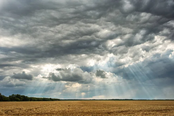 Hermosas nubes de tormenta con rayos de luz sobre un campo de trigo — Foto de Stock