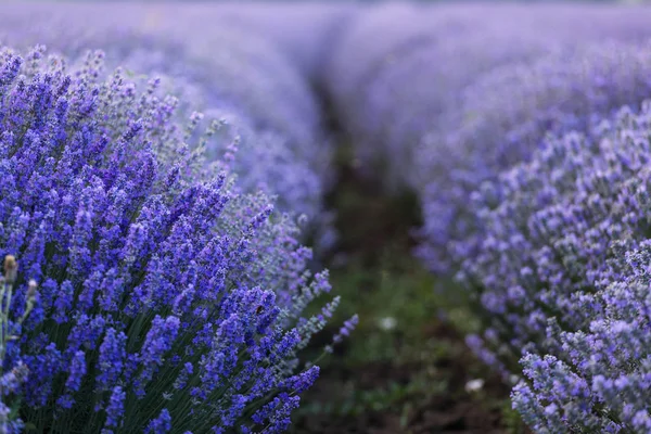 Beautiful and colourful lavander field — Stock Photo, Image