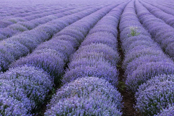 Beautiful and colourful lavander field — Stock Photo, Image