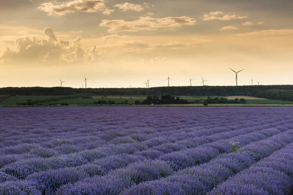 Paysage avec champ de lavande au coucher du soleil avec de beaux nuages a — Photo