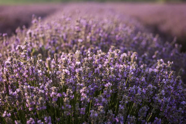 Beautiful and colourful lavander field — Stock Photo, Image