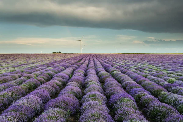 Landscape with lavander field on sunset with beautfiful clouds a — Stock Photo, Image