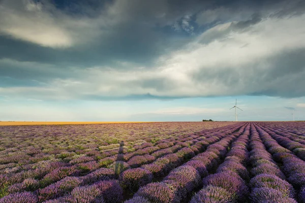 Landscape with lavander field on sunset with beautfiful clouds a — Stock Photo, Image