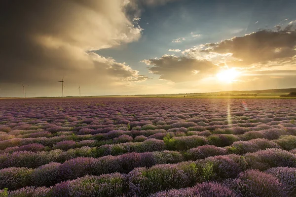 Landscape with lavander field on sunset with beautfiful clouds a — Stock Photo, Image
