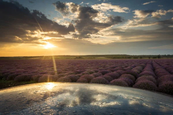 Landscape with lavander field on sunset with beautfiful clouds a — Stock Photo, Image