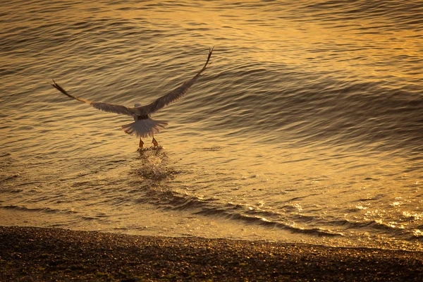Seagull over the water on sunrise — Stock Photo, Image