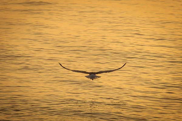 Seagull over the water on sunrise