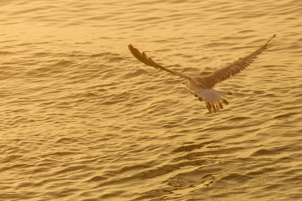 Seagull over the water on sunrise — Stock Photo, Image