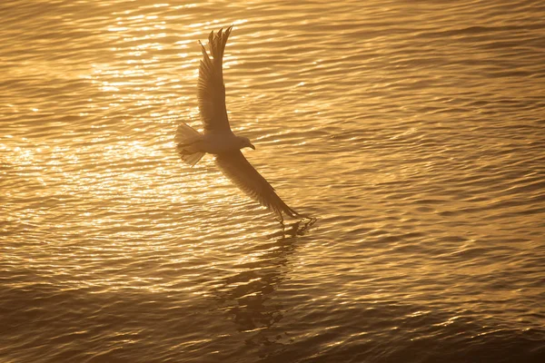 Чайка над водой на восходе солнца — стоковое фото