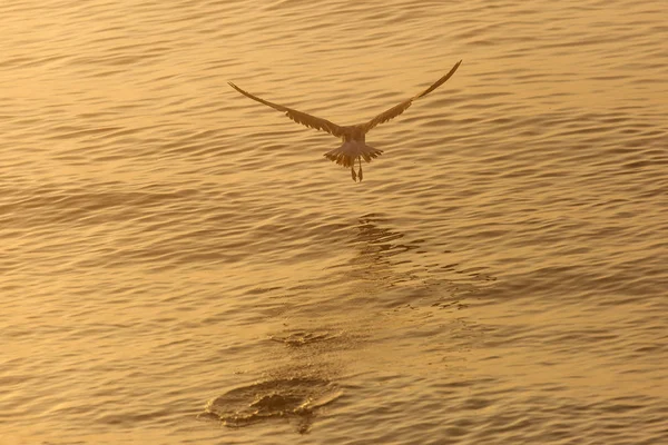 Seagull över vattnet på sunrise — Stockfoto